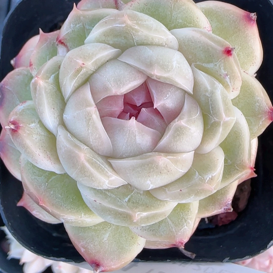 L***娜花语多肉1221-354