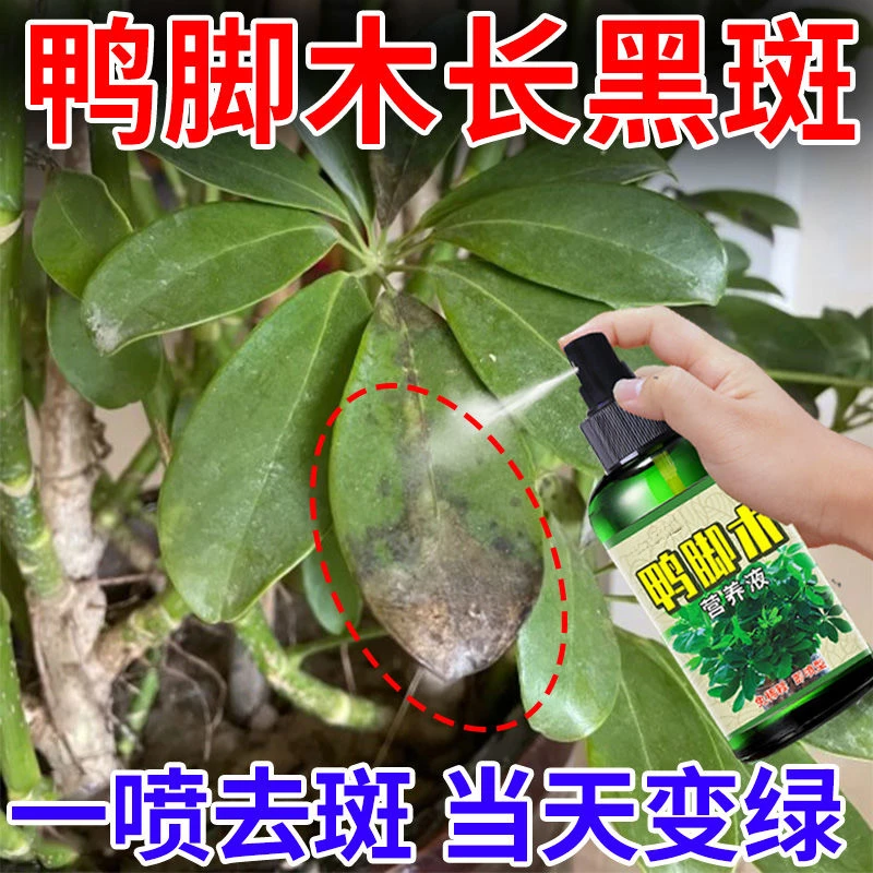 鸭脚木黄叶专用营养肥防黑斑烂根枯萎促生长增肥增绿免稀释营养液