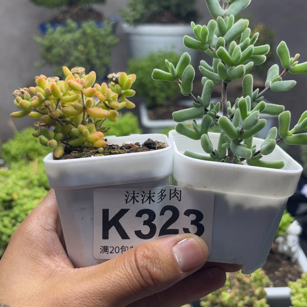 323组合福利虾钳和红宝石