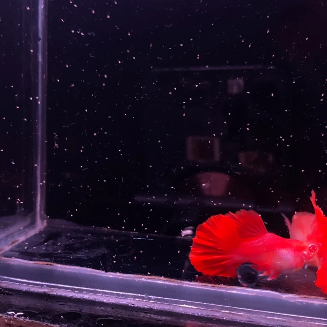 孔雀鱼折扇白子球一对