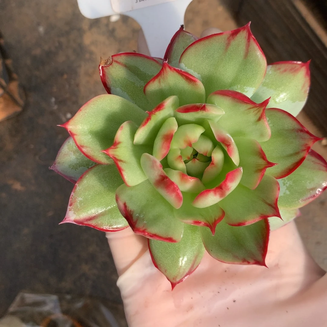 272号多肉植物惊鸿9.5