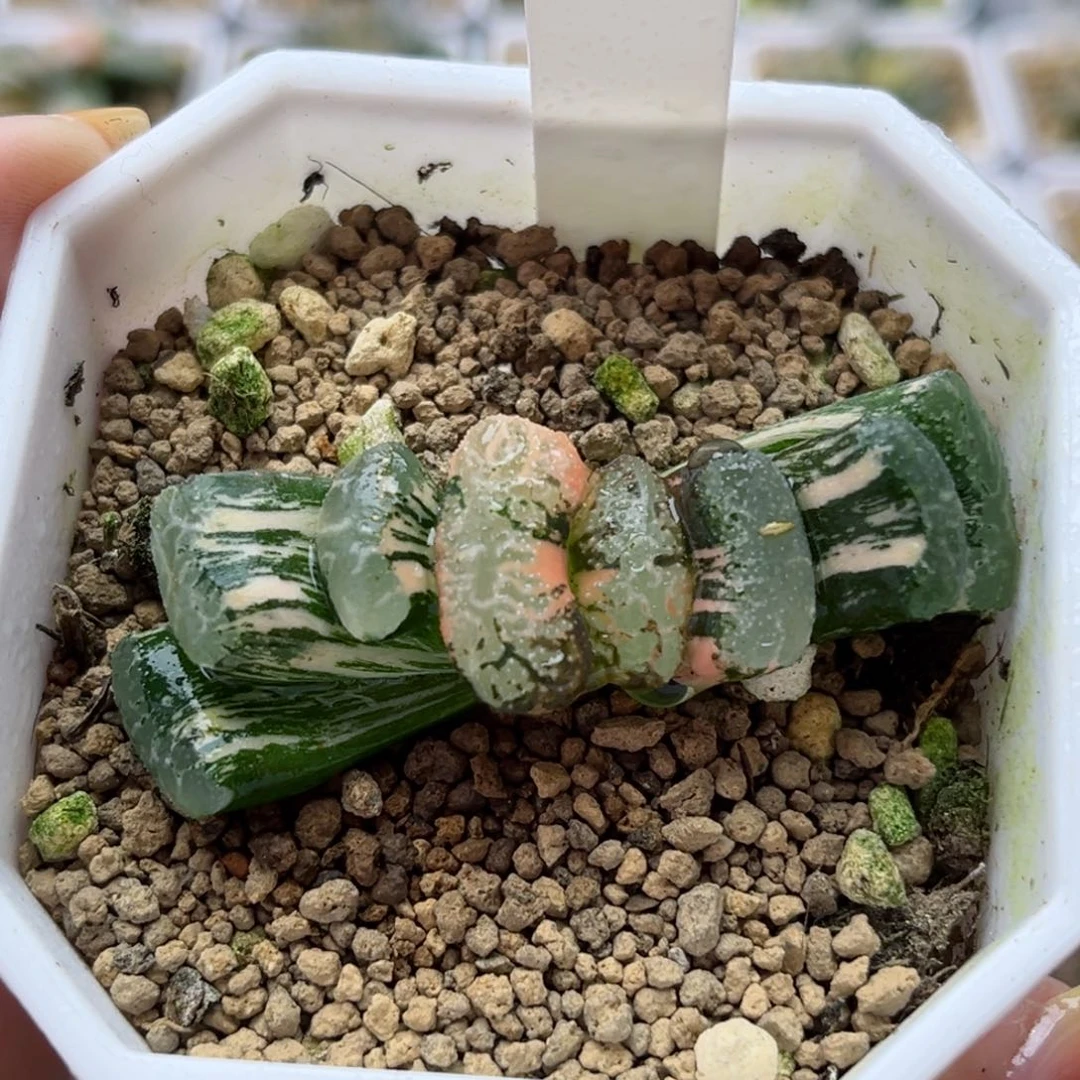 678浮藻玉扇锦哈哈哈哈哈