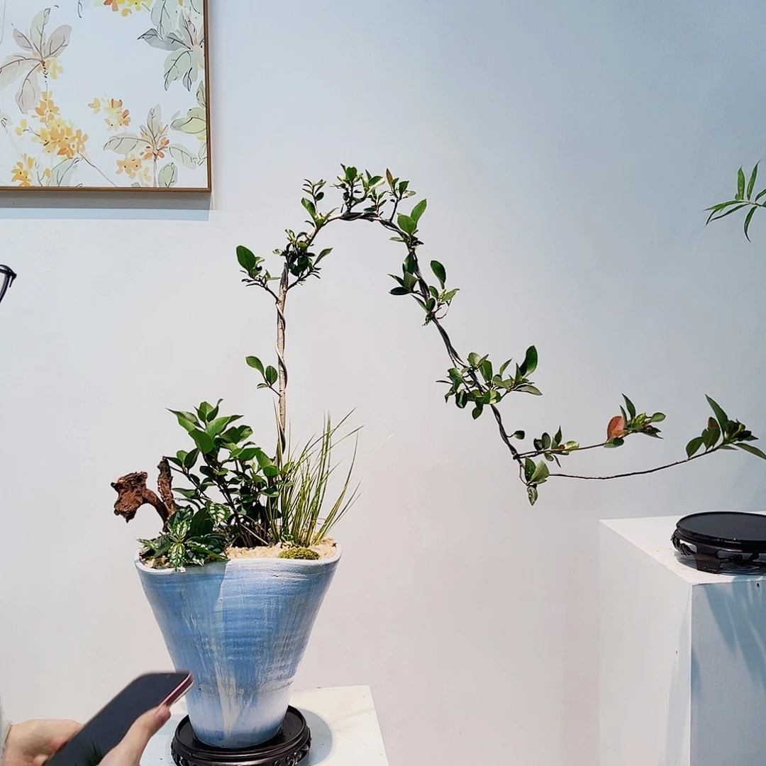 高端绿植一物一拍