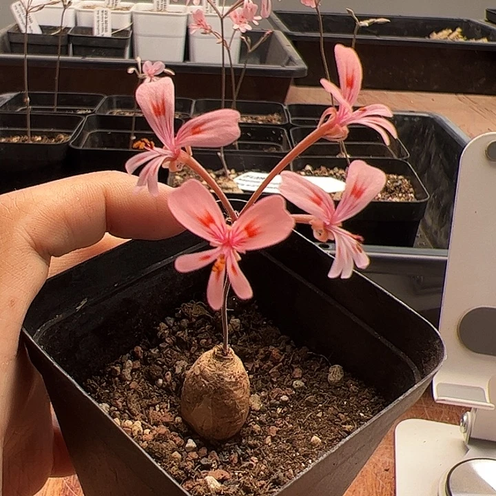 1 ，肾叶洋葵，粗1.6厘米左右