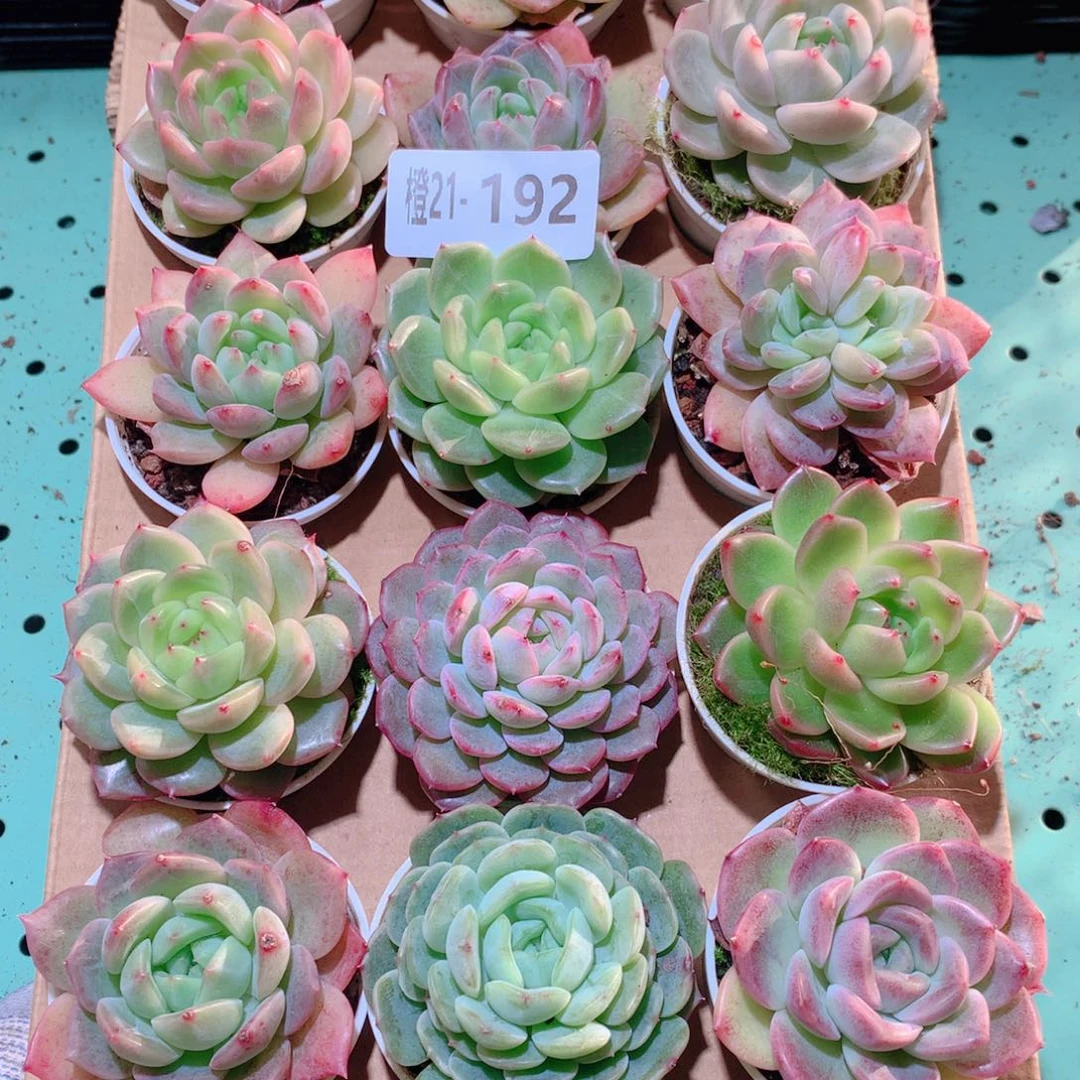 21-192一物一拍多肉带盆18颗