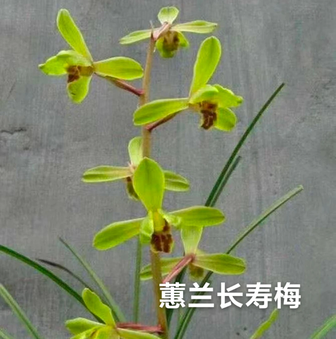 蕙兰【长寿梅】室内书房办公室茶室桌盆栽绿植