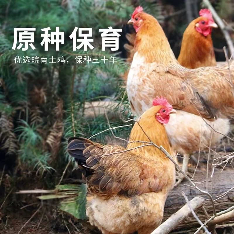 新鲜【2只产蛋母鸡】太湖农业园纯粮食散养8个月农村土鸡