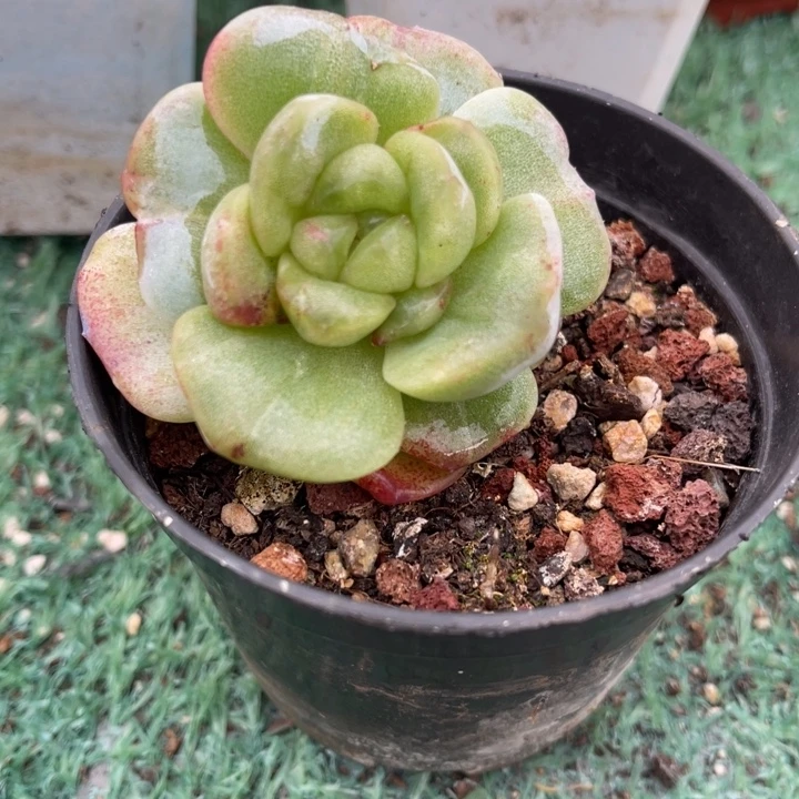 秋可园艺 冰玉锦变异
