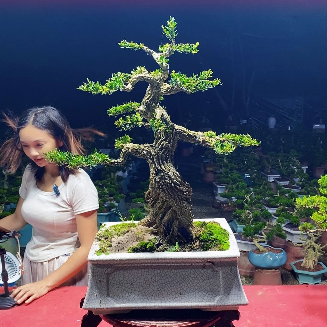 龍***少无花朵广东雀舌黄杨盆景