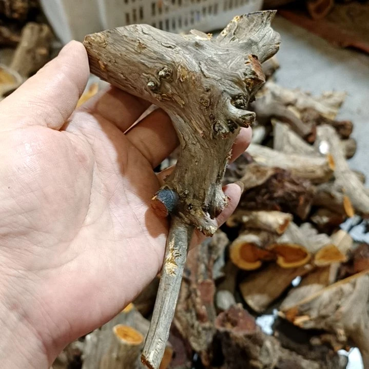 用***8柏木（崖柏）崖柏叉子崖柏叉子崖柏叉子