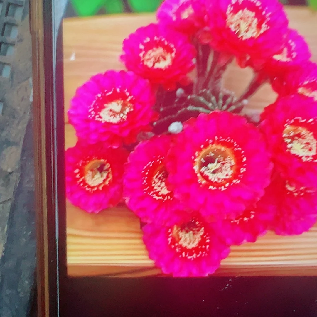 彩草  中国心 侧芽 满20包邮