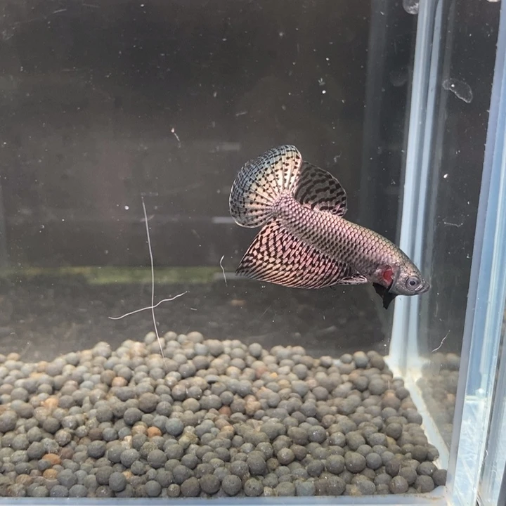 斗鱼泰国斗鱼354号