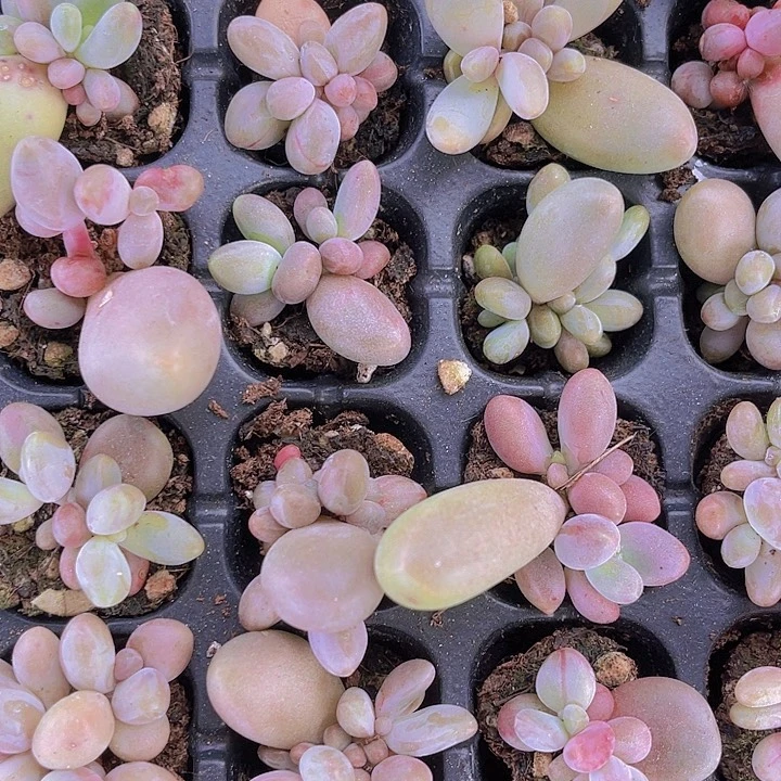 精品糖果美人多肉