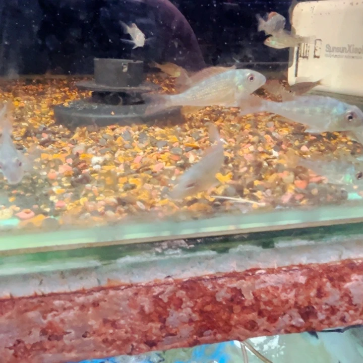 慈鲷E****C4厘米荧光绿3只