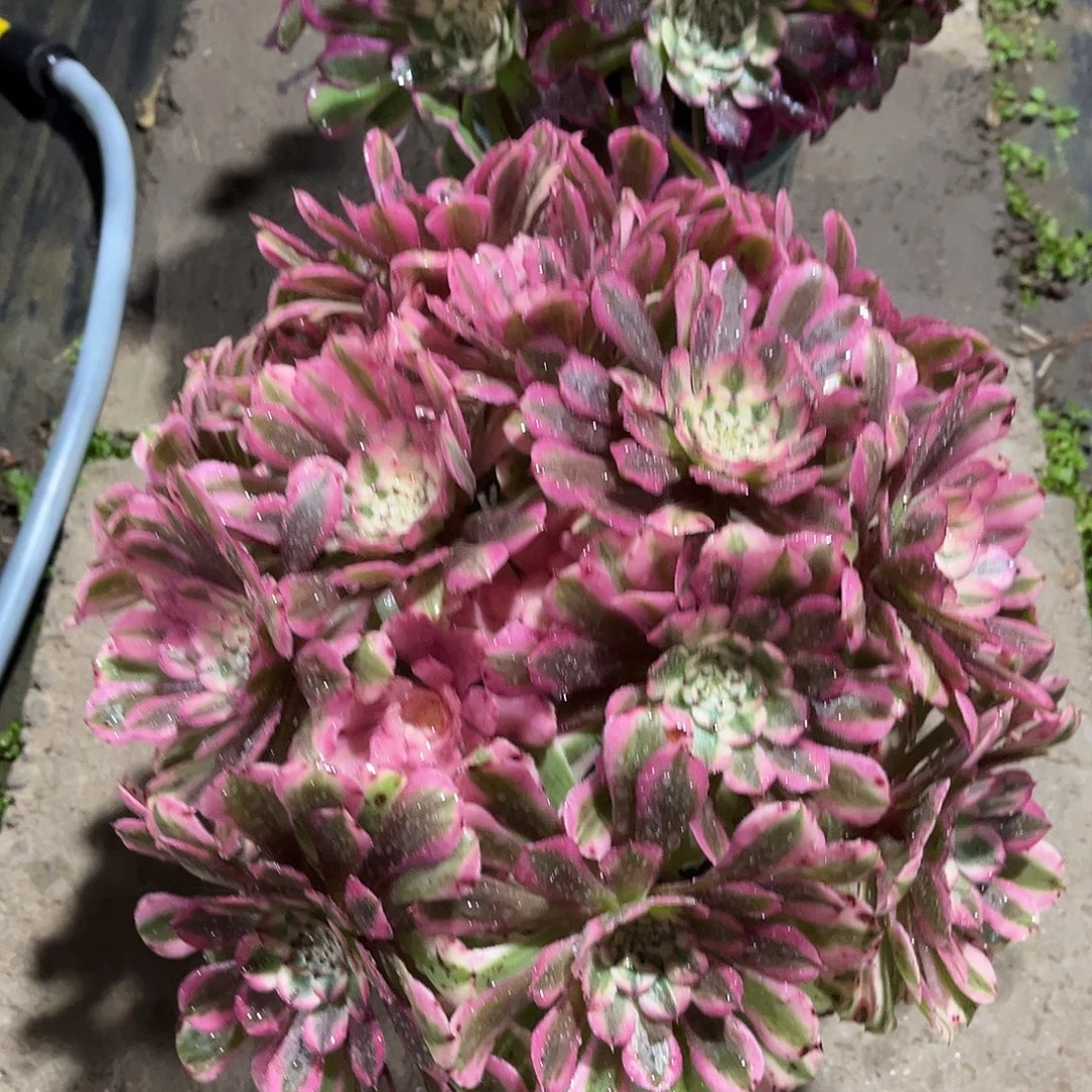 粉铜壶锦法师多肉植物漂亮