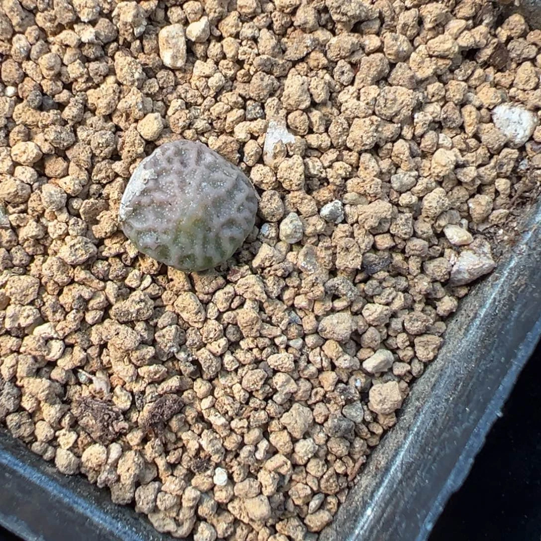 量拍超级烧麦一颗。多肉植物