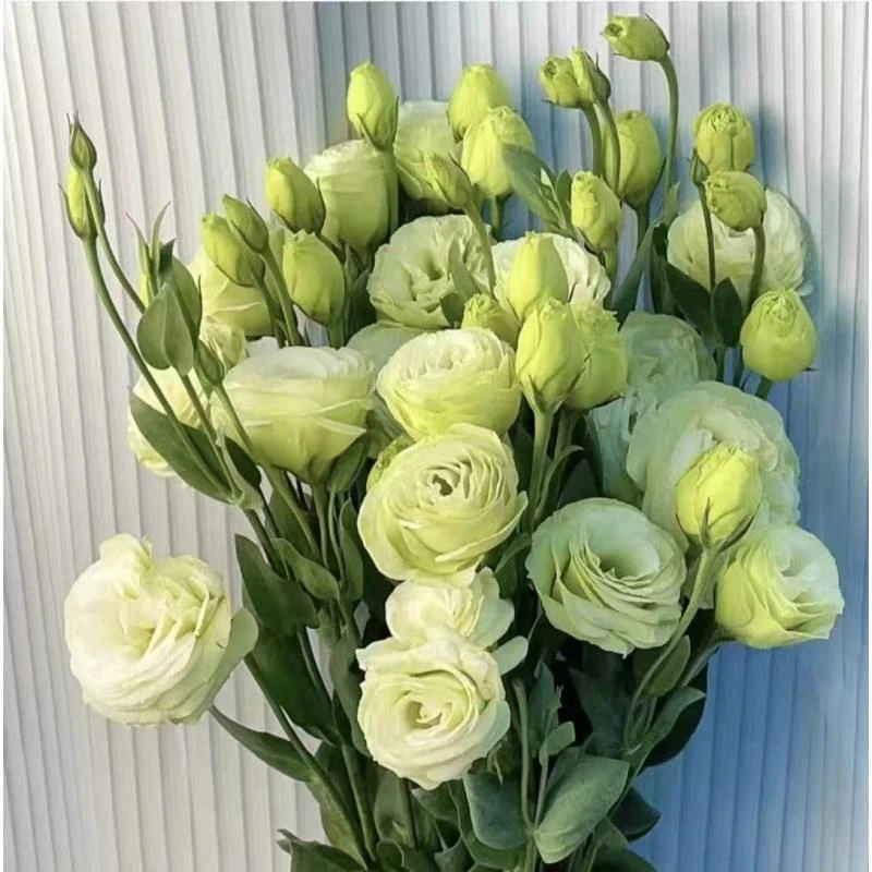 鲜花【绿洋桔梗】同地址两单及以上发顺丰或德邦+送配草