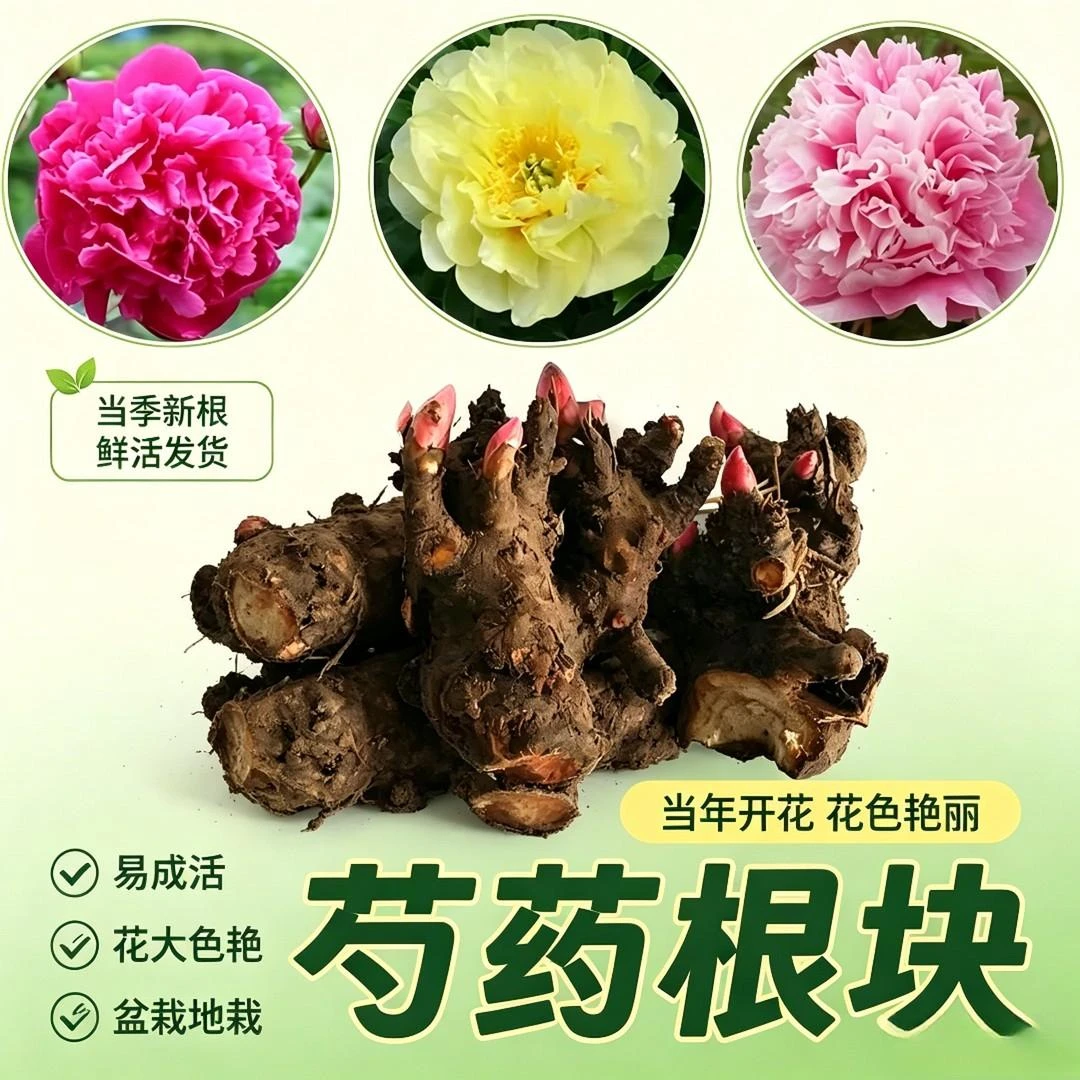超值！5-10芽！重瓣芍药花带芽室内盆栽庭院地栽阳台花卉W商品图