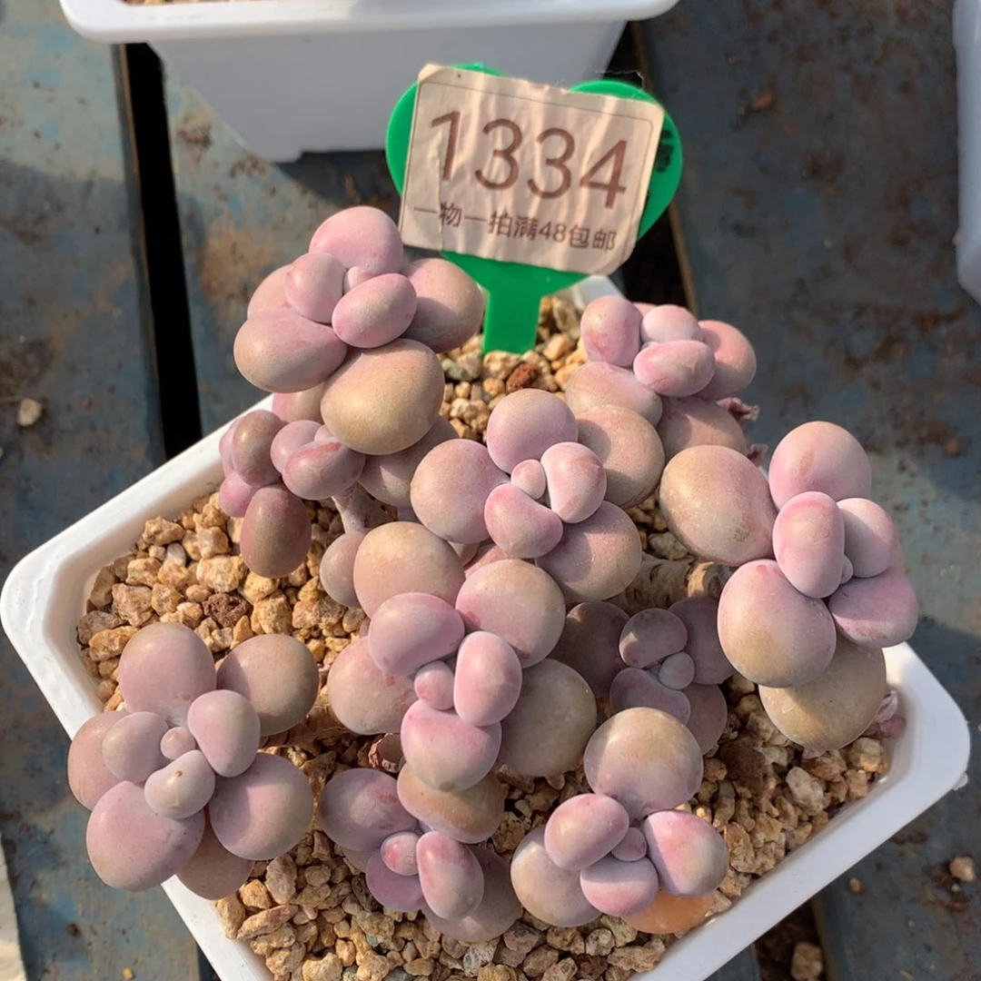 腰子蛋老桩无砍平头1334