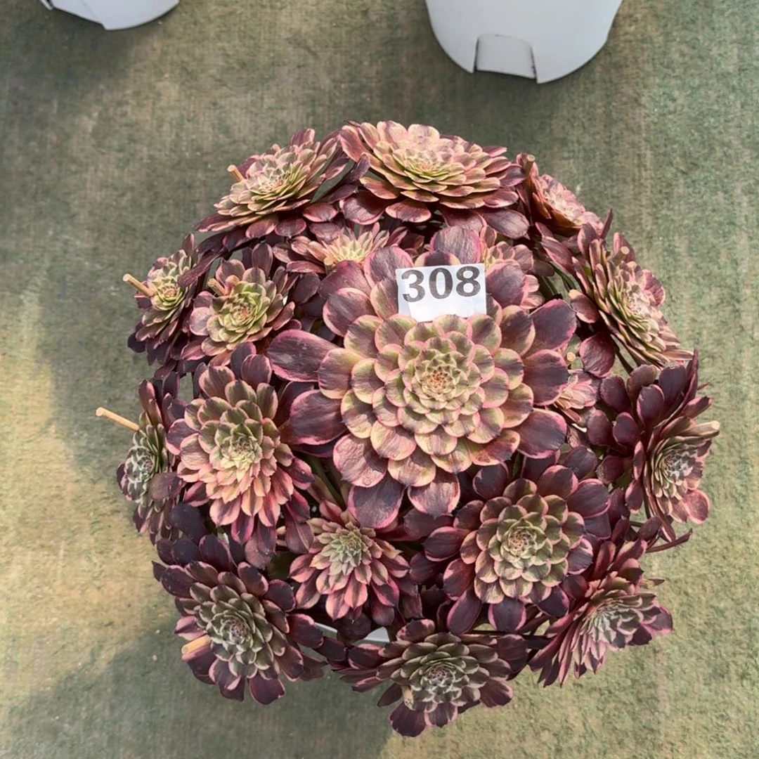 威****g308！麝香夫人法师多肉植物