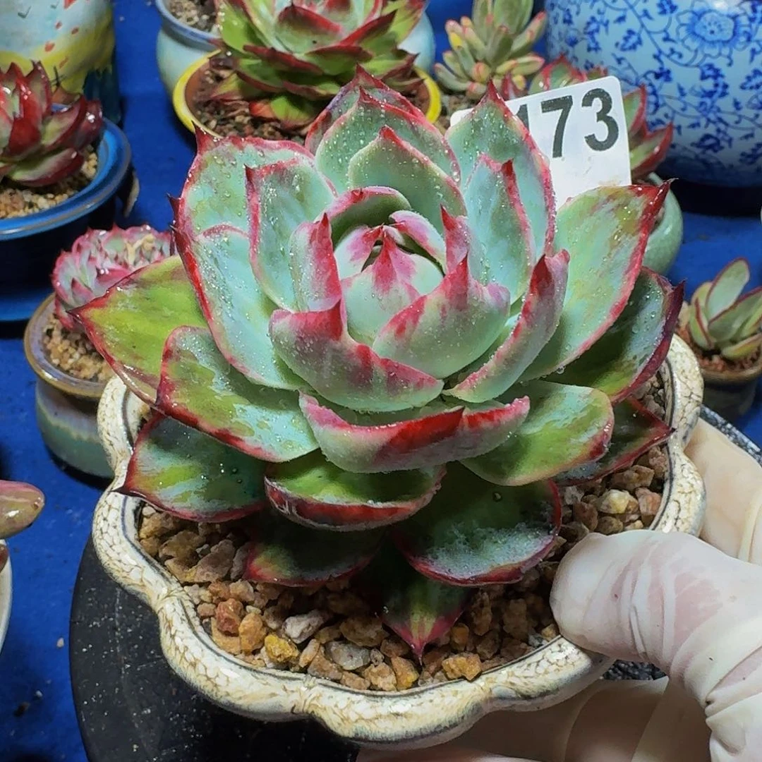 惊鸿仙子 173.............