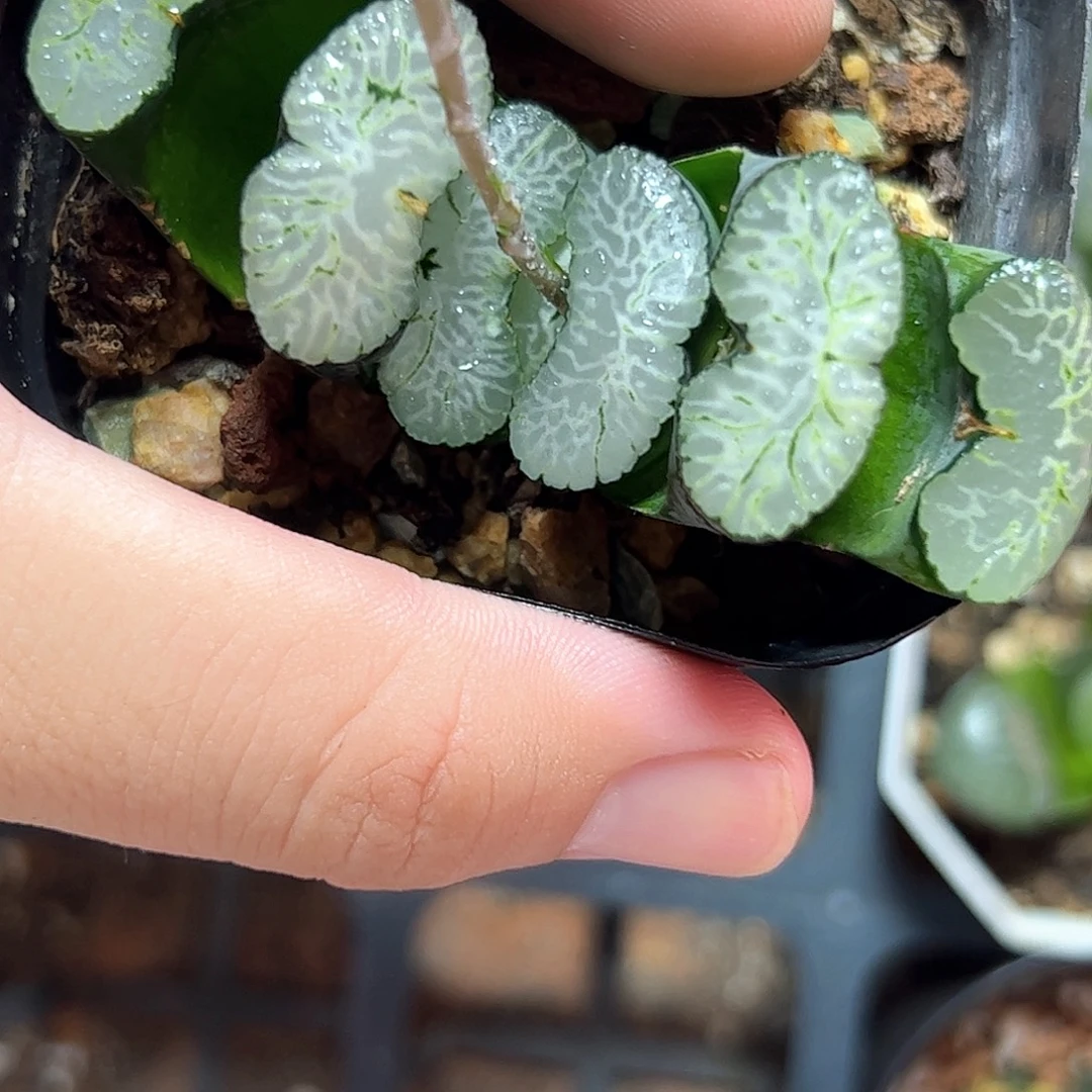 纳斯卡线玉扇十二卷多肉植物