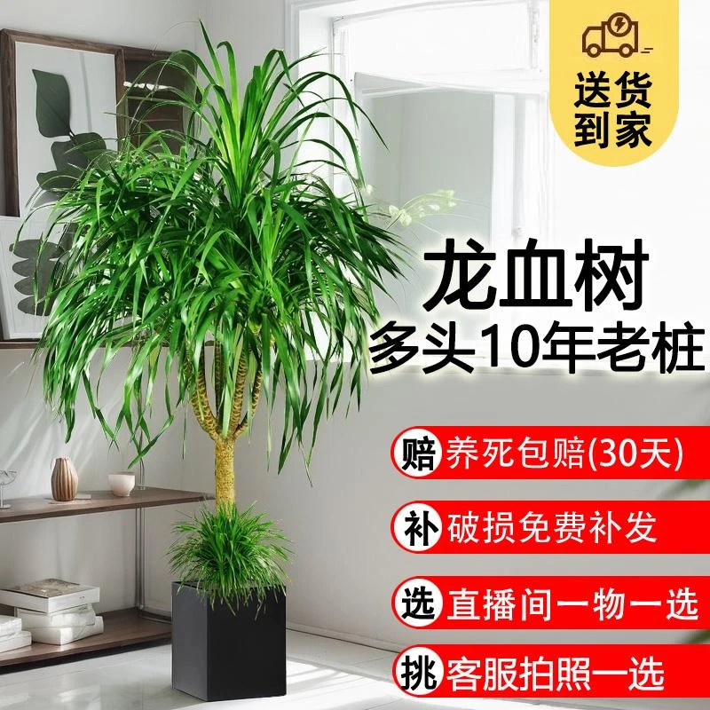 客厅绿植室内招财龙血树苗好养多头老桩大型植物大盆栽盆景摆件