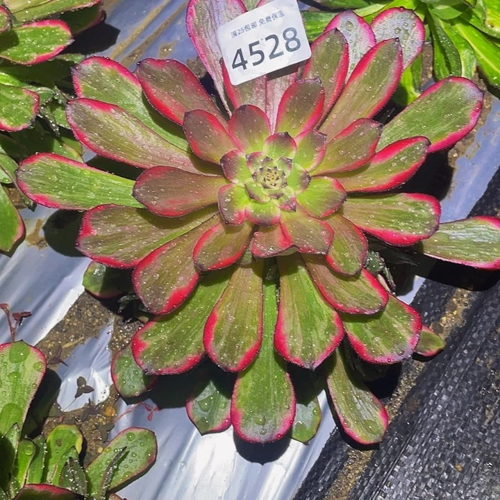 4528烟花多肉植物