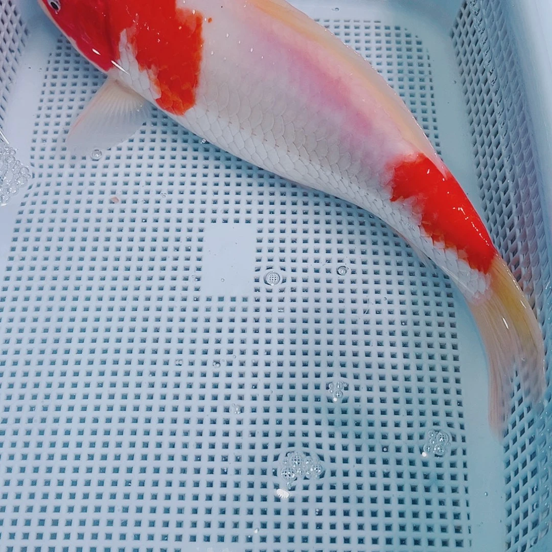 锦鲤锦鲤冷水鱼观赏鱼104