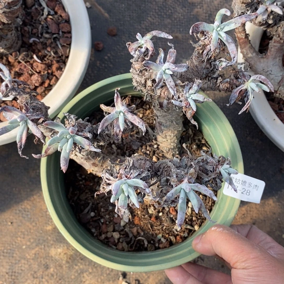 28号沃库提瑕疵瑕疵