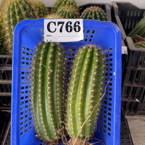完美种子苗毛花柱c 766