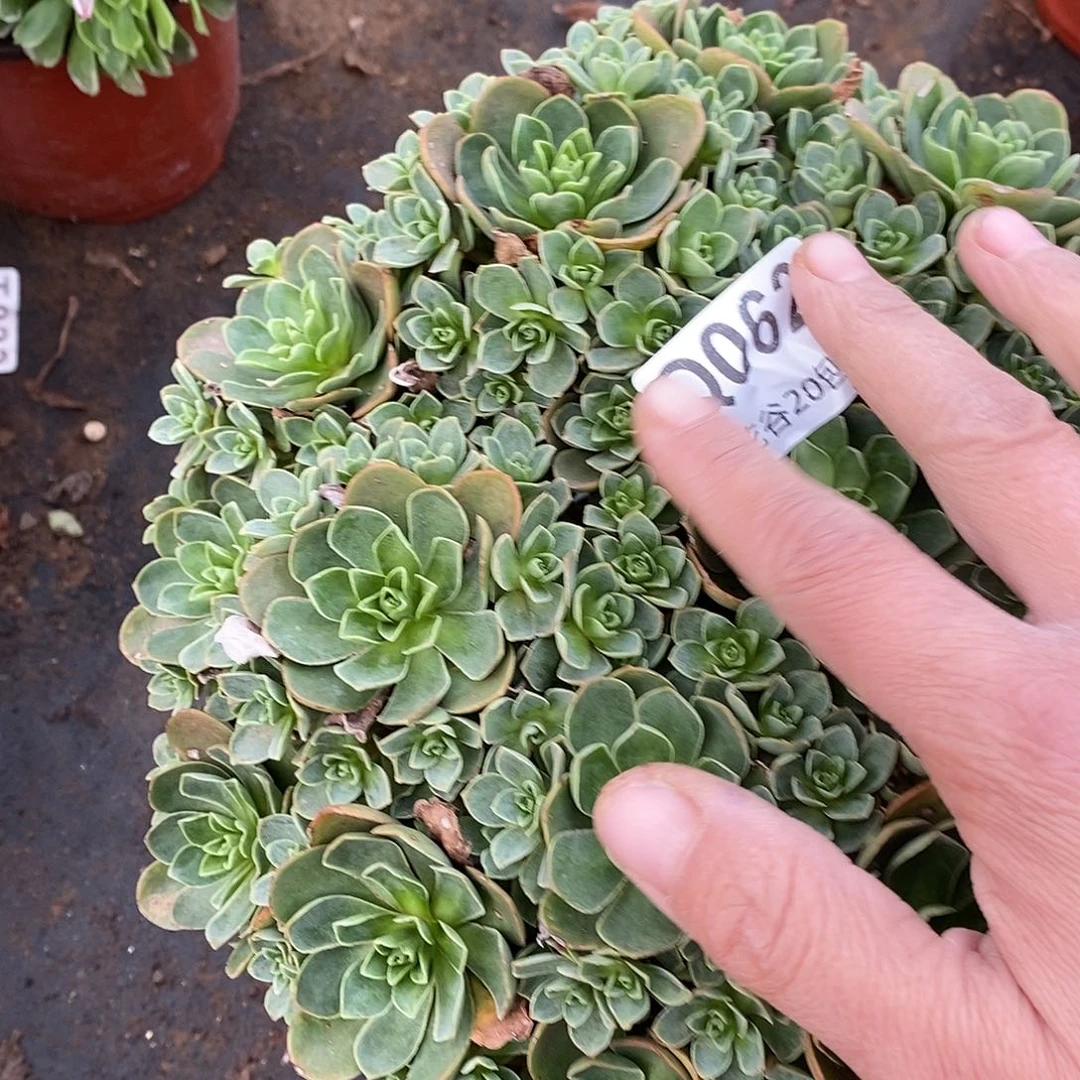 062树玫瑰多肉植物