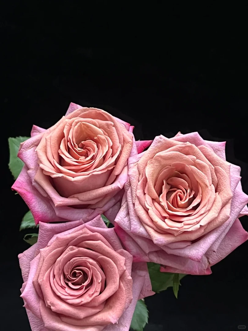 调香师--多头玫瑰--（实物看直播间为准）收到第一时间醒花