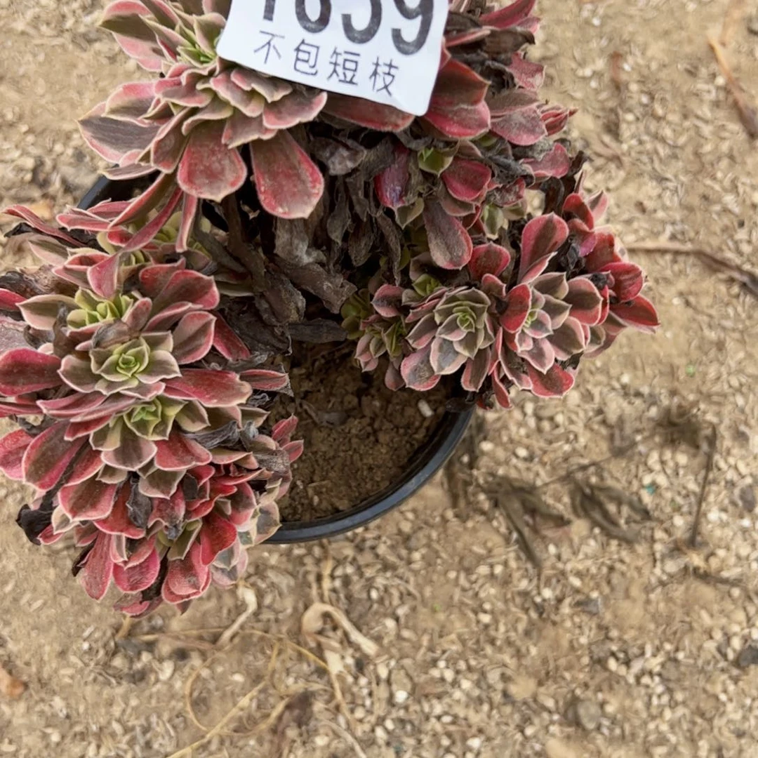 美杜萨缀多肉植物1859
