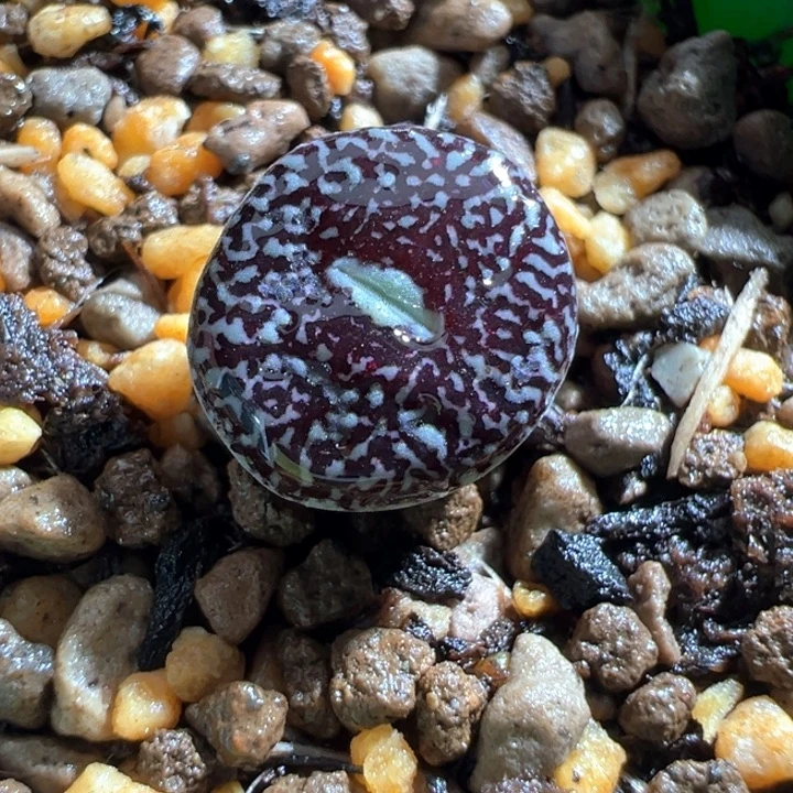 709。 青蛙青花瓷。   2年。