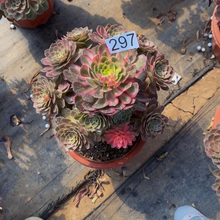 0000000000297万花筒福利价