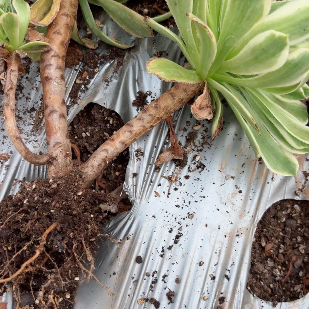 嗯8685 号多肉法师特价