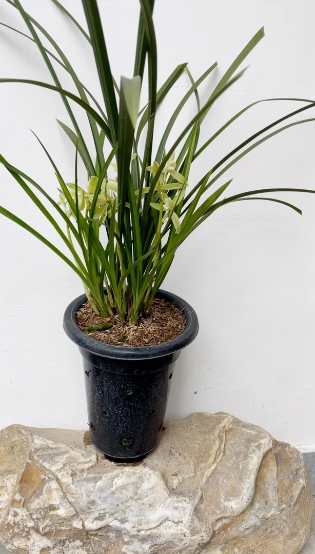 川兰春剑名品宫廷银杆素