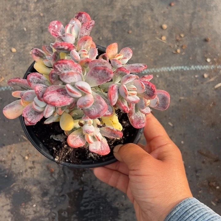 无花朵723号福娘锦嫁接落地无砍