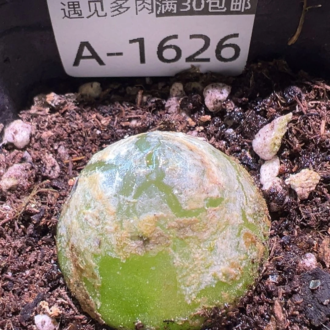 多肉植物11111111111