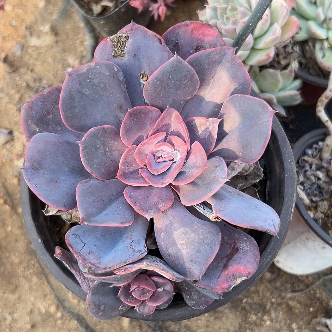 多肉植物尘埃玫瑰