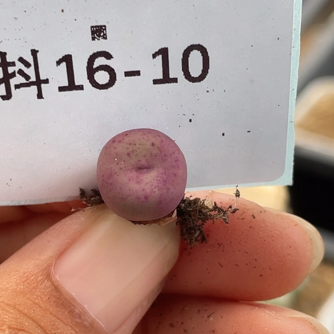 16-10嘴多肉植物肉锥