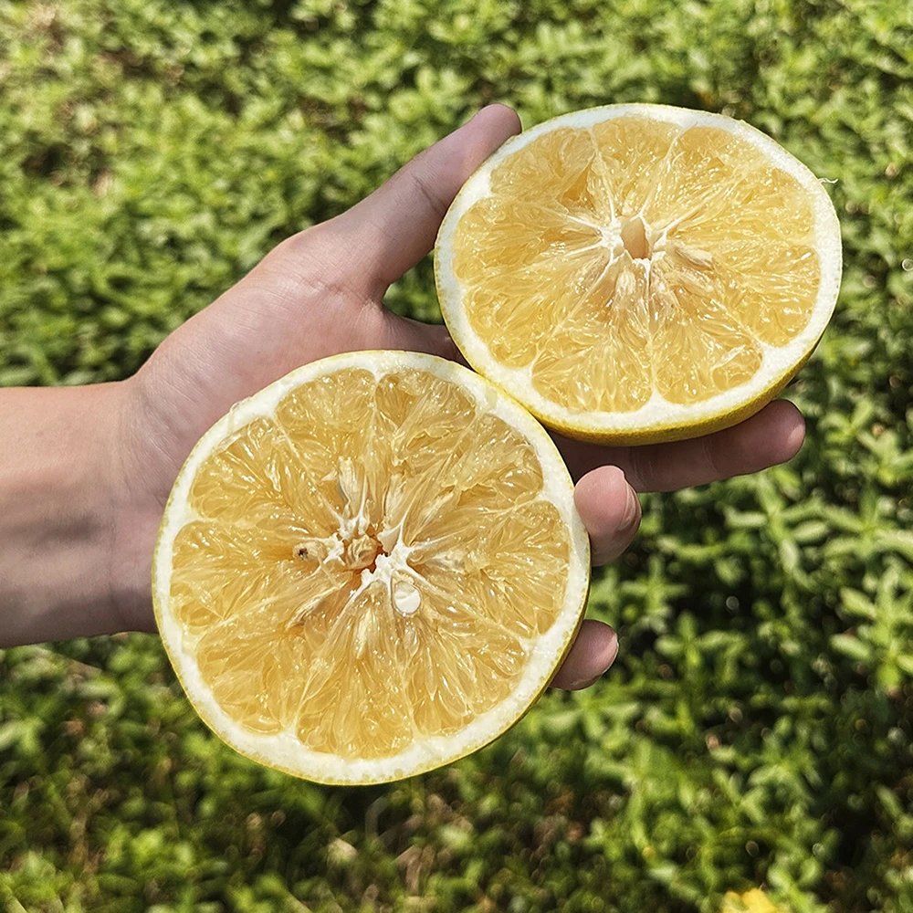 【双11爆款推荐】福建漳州平和爆汁黄金葡萄柚当季新鲜水果黄肉蜜柚