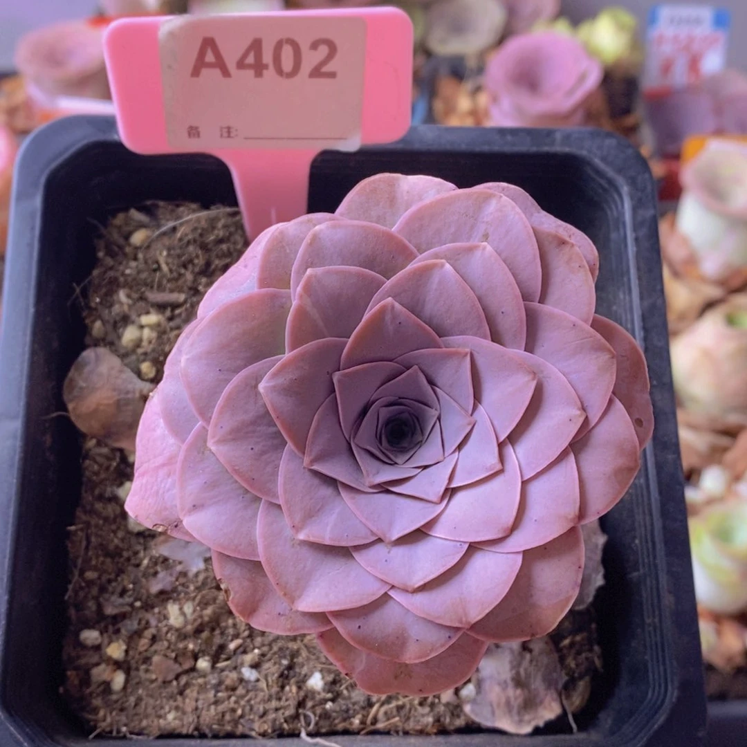 山地玫瑰一物一拍A402