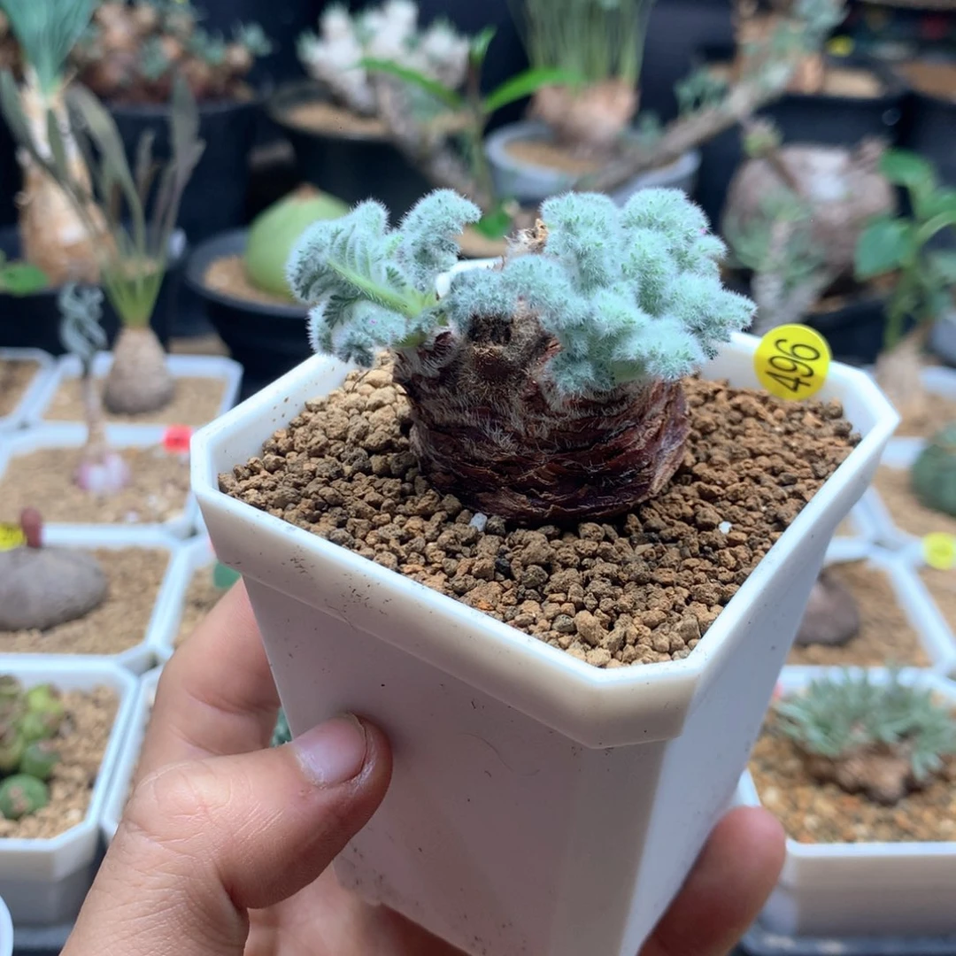 羽叶杨葵母本带盆发货