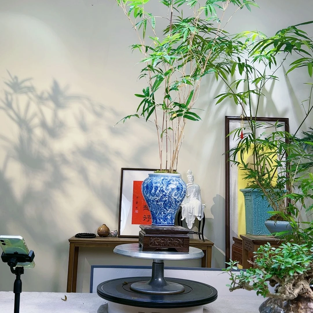 球*老桩精品竹盆景