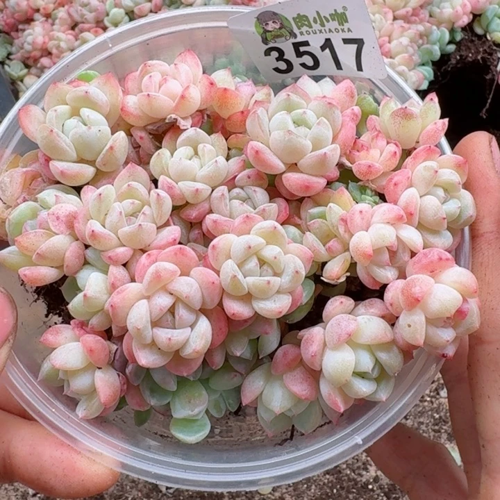 多肉植物多肉植物