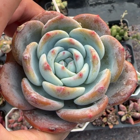 75凤橙多肉植物多