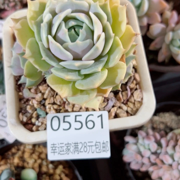 幸运的是我还没遇到过