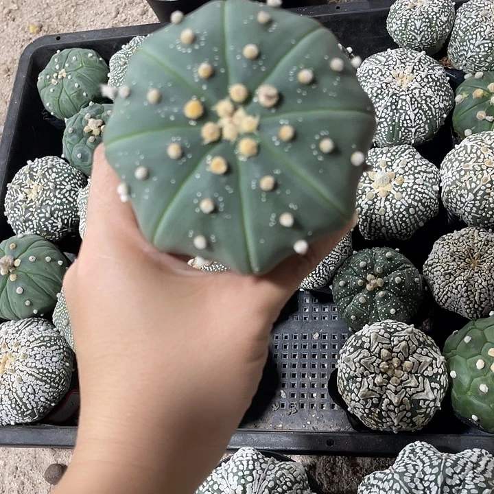 琉璃兜特价款无花朵